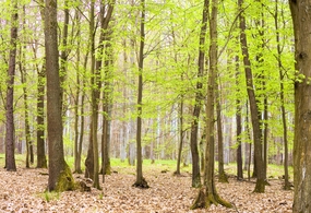 春天绿意盎然新生小树林图片